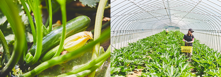 おぬき菜園で採れた野菜と栽培の様子