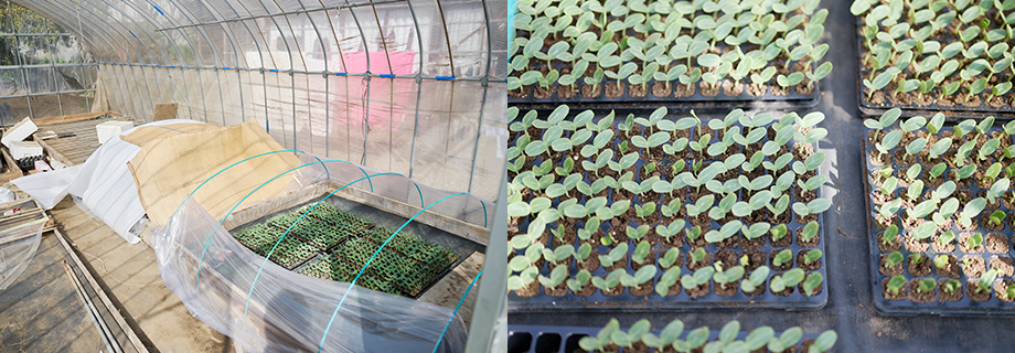 ビニールハウスの発芽したスイカ