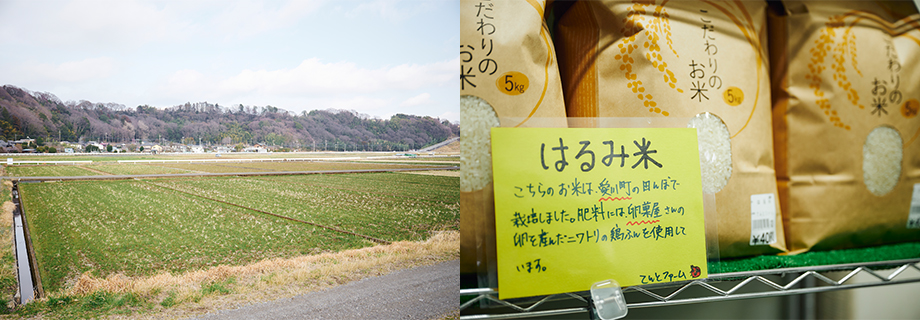 神奈川県産の「はるみ」